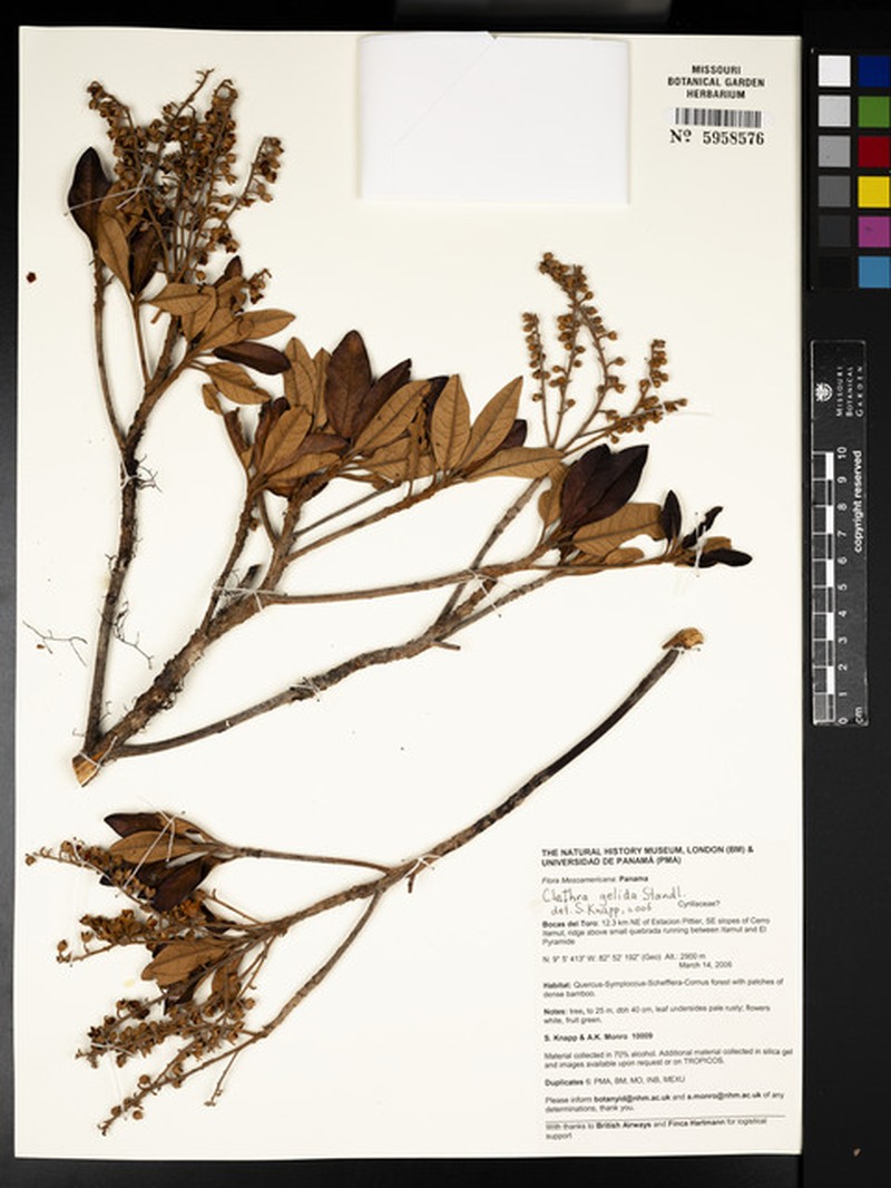 Clethra gelida photo 3