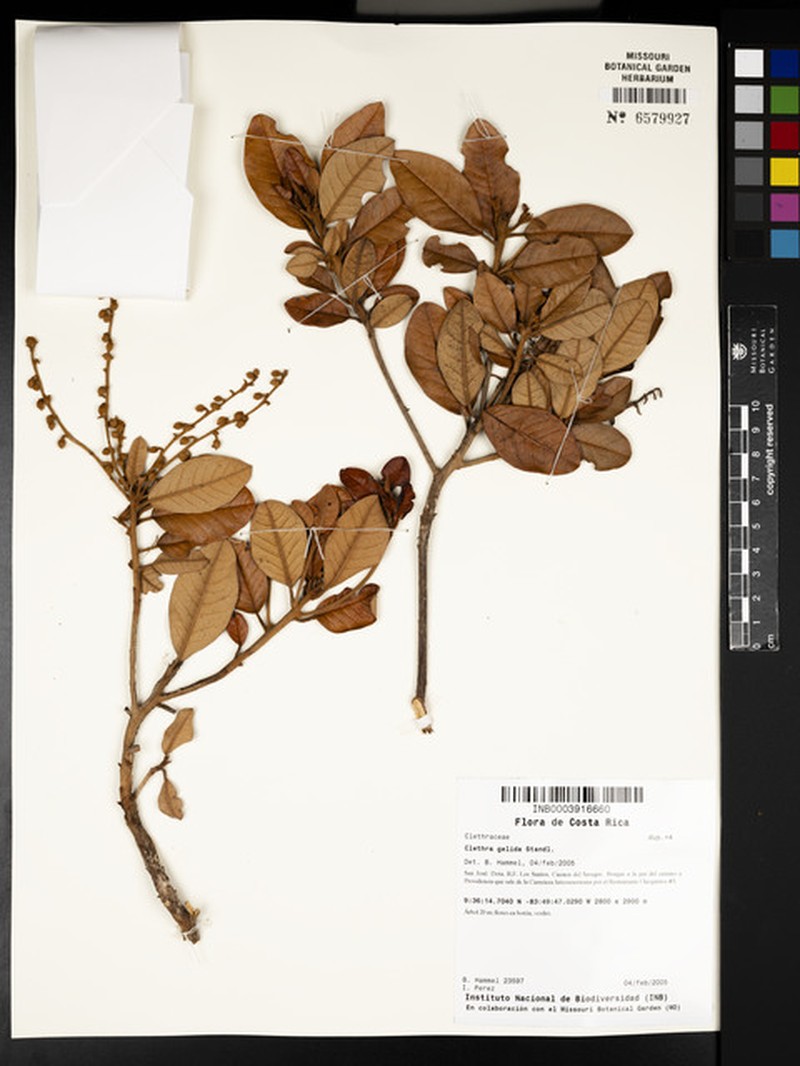 Clethra gelida photo 4