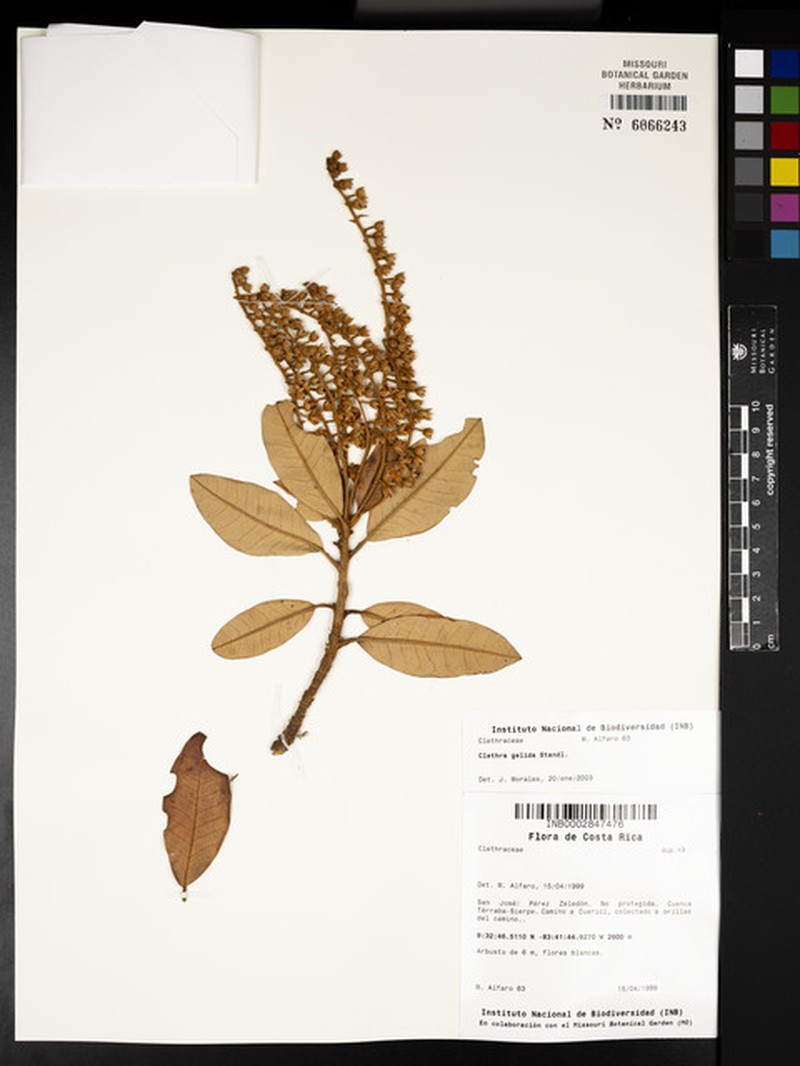 Clethra gelida photo 5