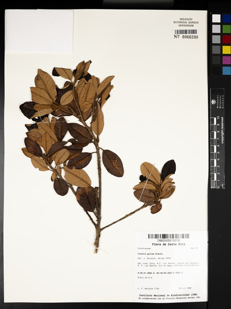 Clethra gelida photo 6