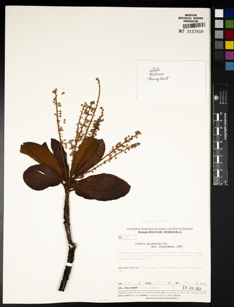 Clethra guyanensis photo 2