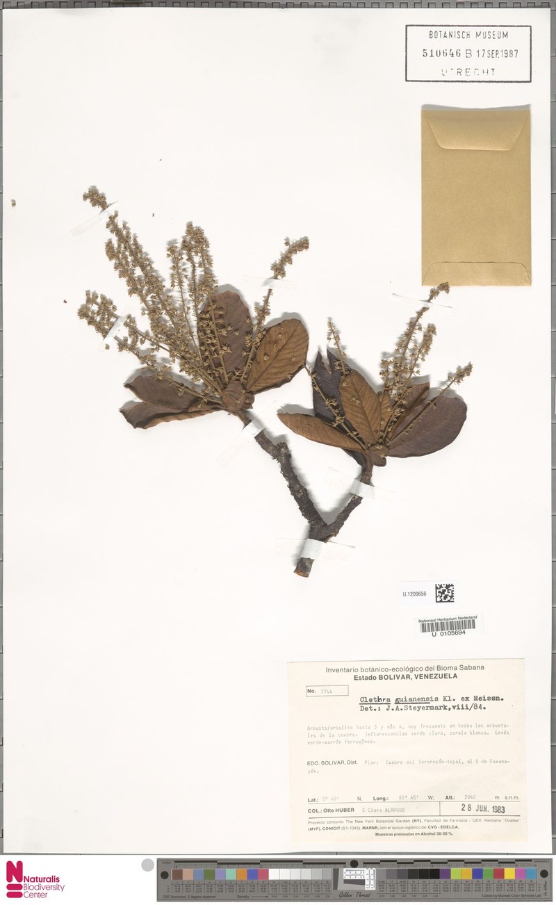 Clethra guyanensis photo 4