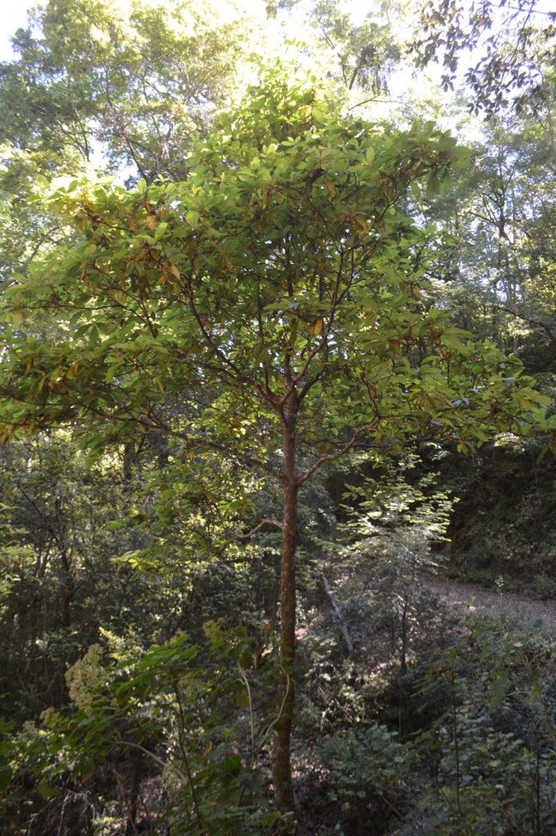 Clethra hartwegii