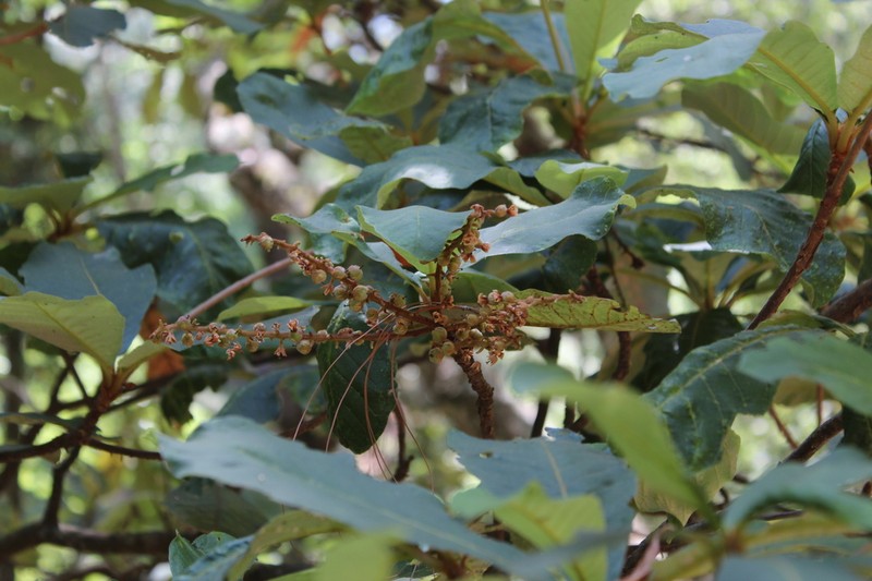 Clethra hartwegii photo 2