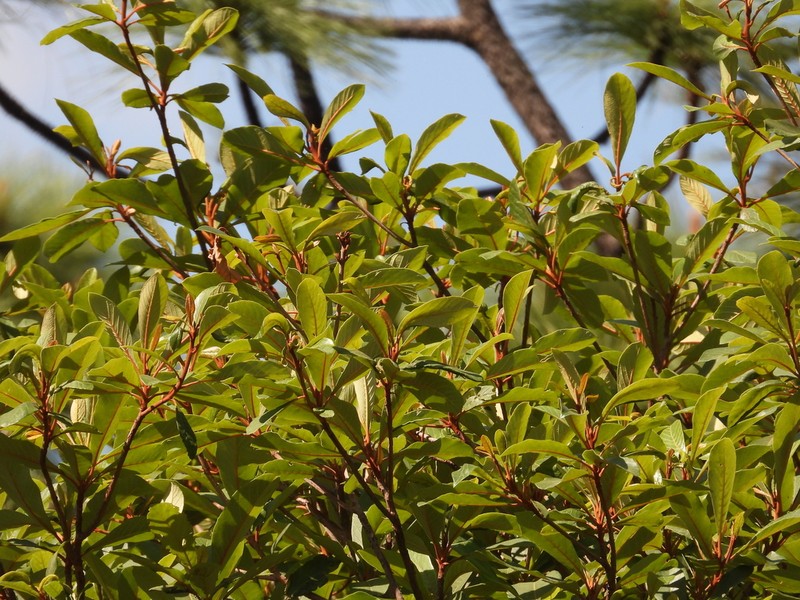 Clethra hartwegii photo 3