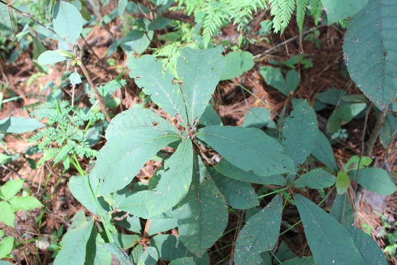 Clethra hartwegii photo 4