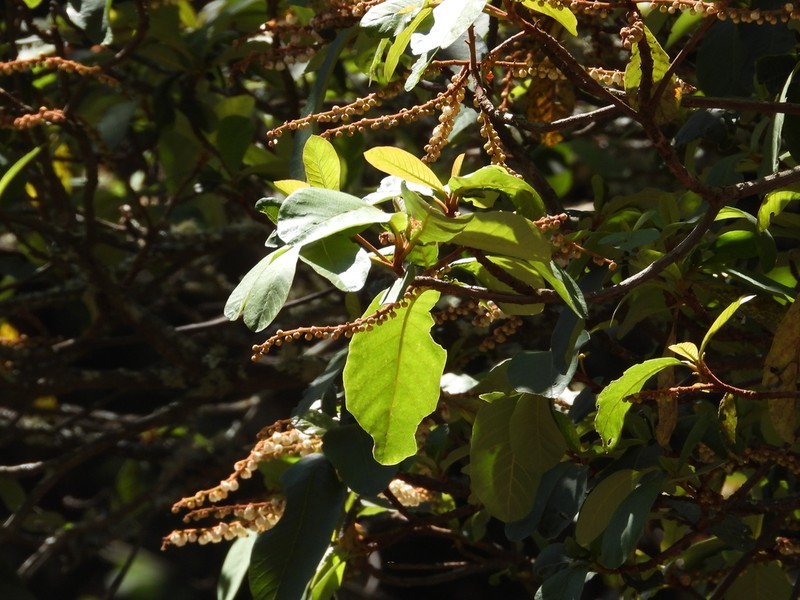 Clethra hartwegii photo 5