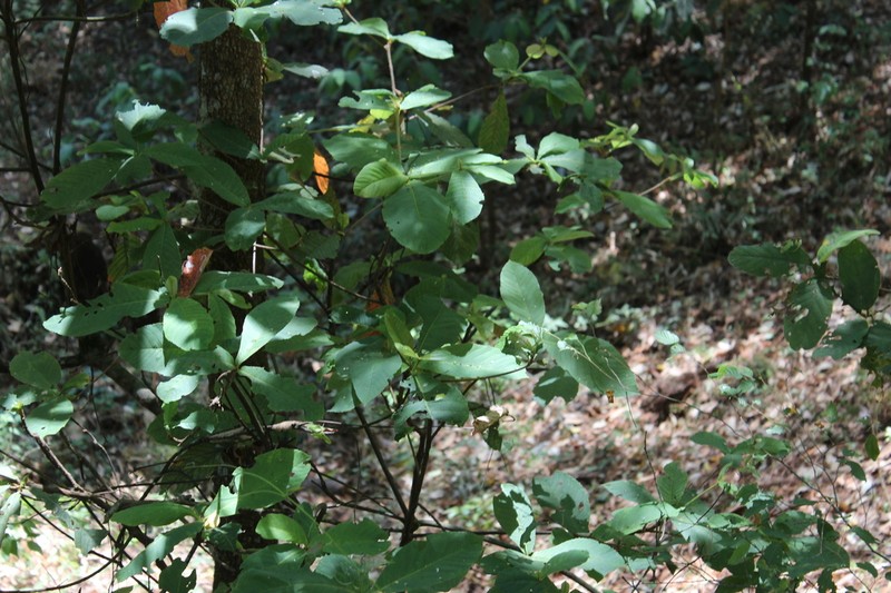 Clethra hartwegii photo 6
