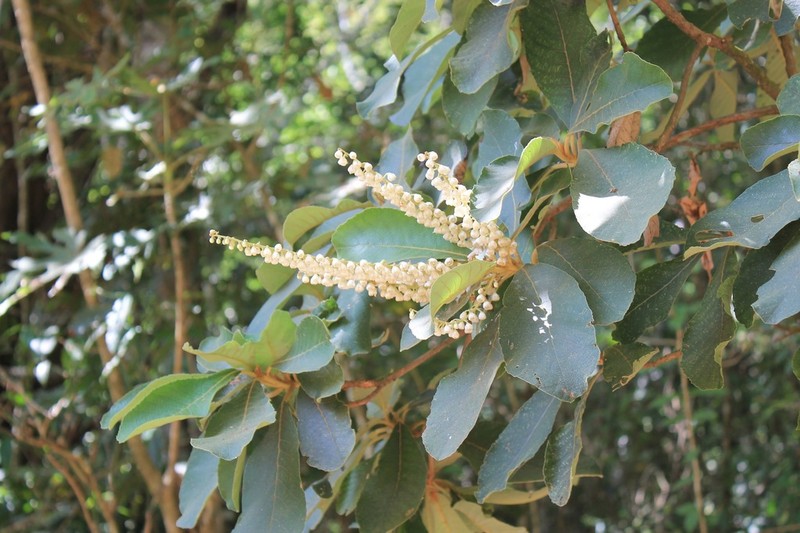 Clethra hartwegii photo 7