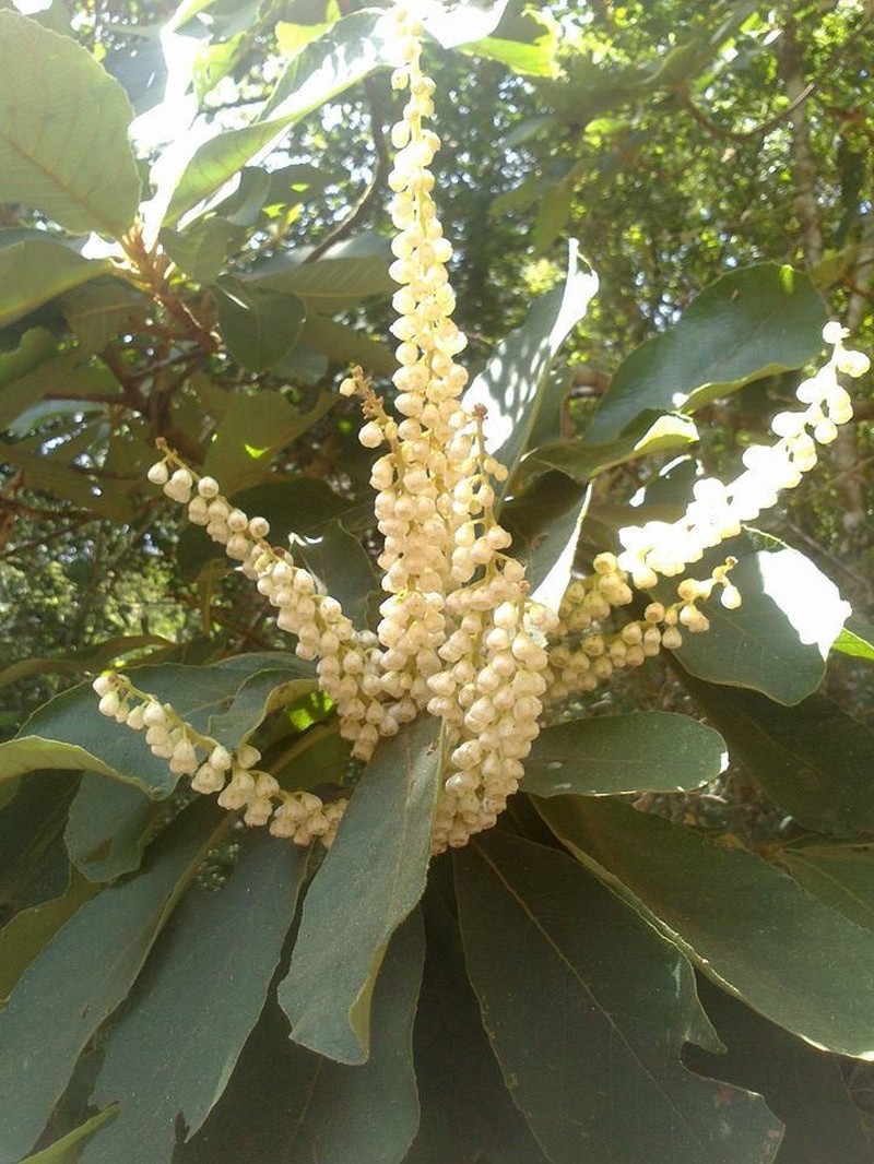 Clethra hartwegii photo 8