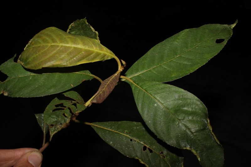 Clethra hendersonii