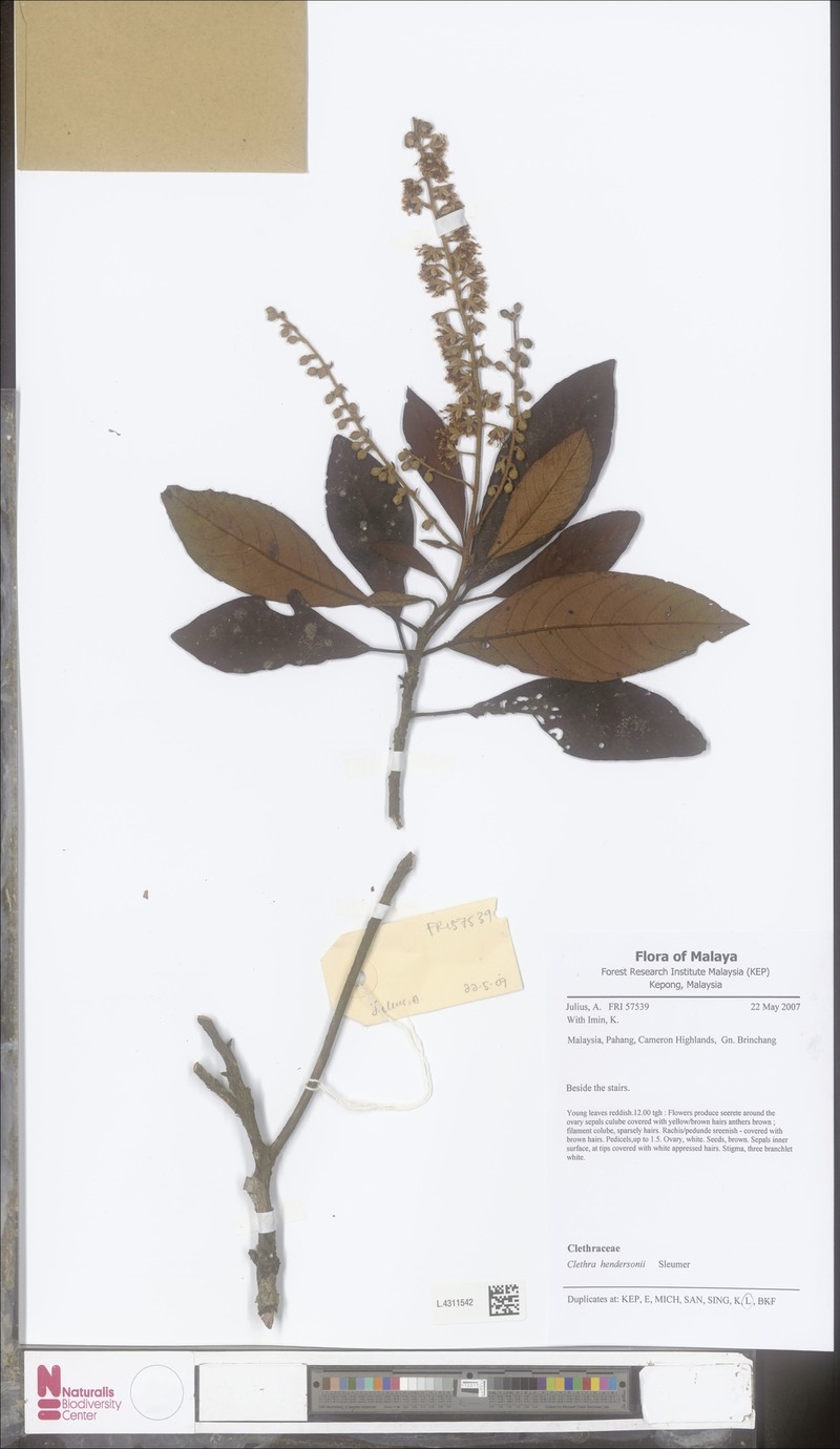 Clethra hendersonii photo 2