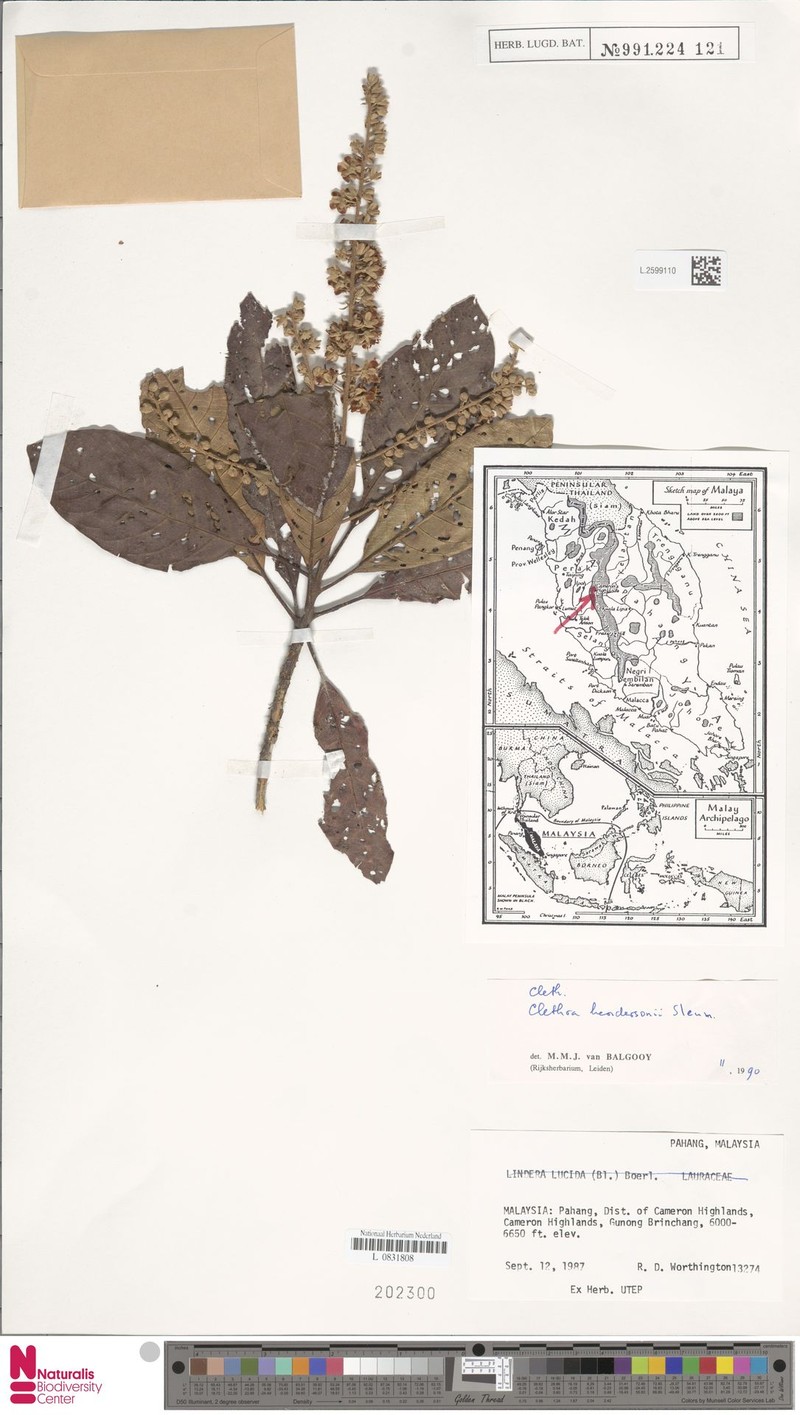 Clethra hendersonii photo 3