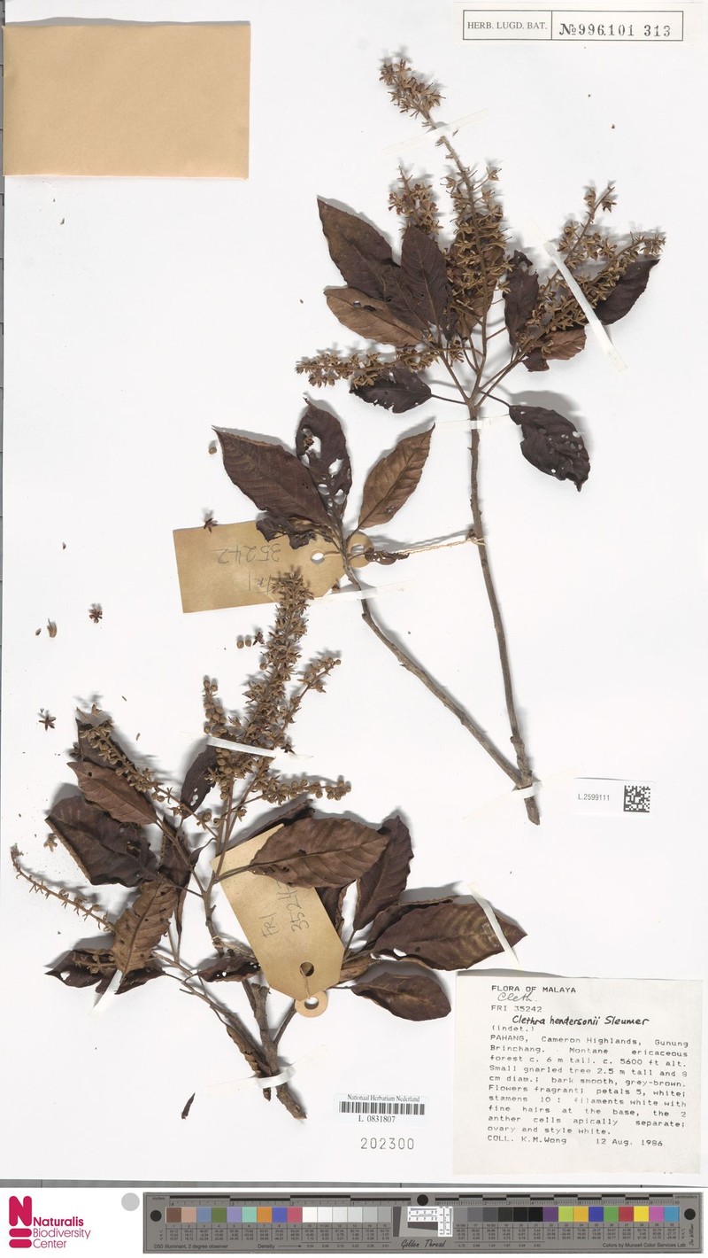 Clethra hendersonii photo 4