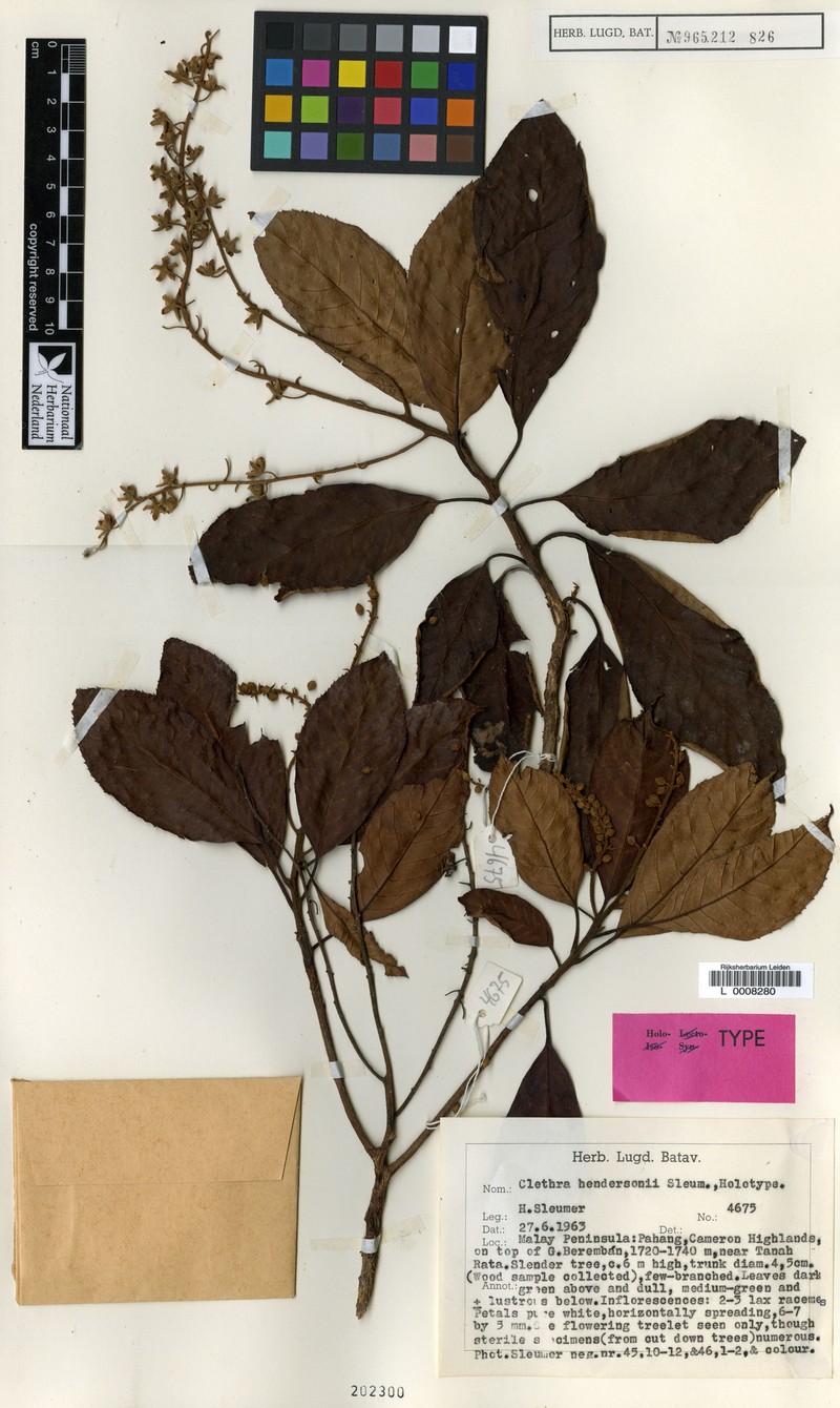 Clethra hendersonii photo 5