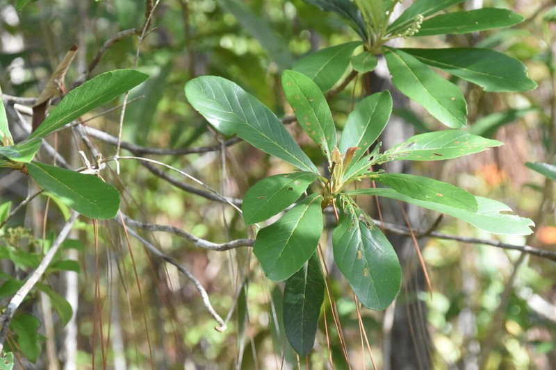 Clethra hondurensis