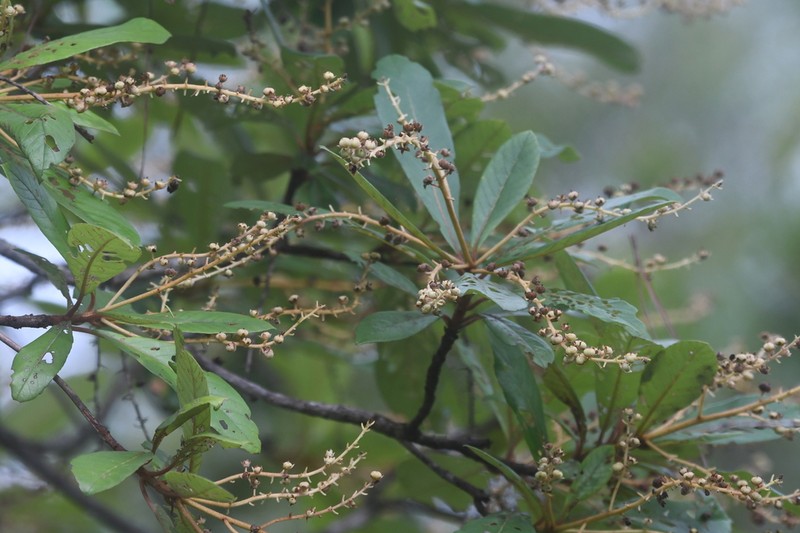Clethra hondurensis photo 2