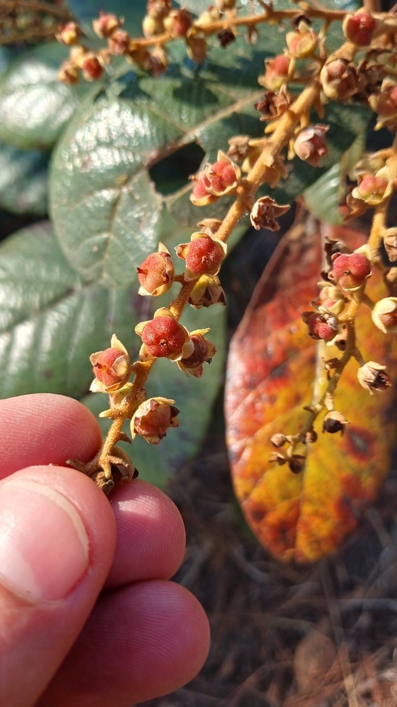 Clethra hondurensis photo 3