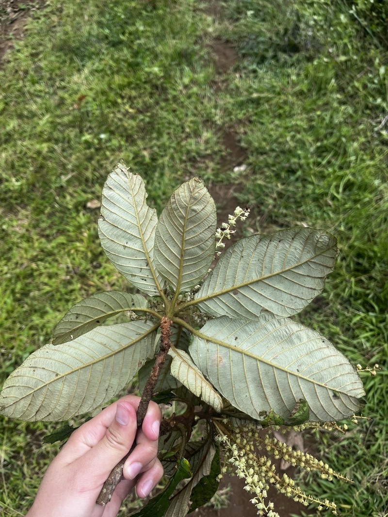 Clethra hondurensis photo 4