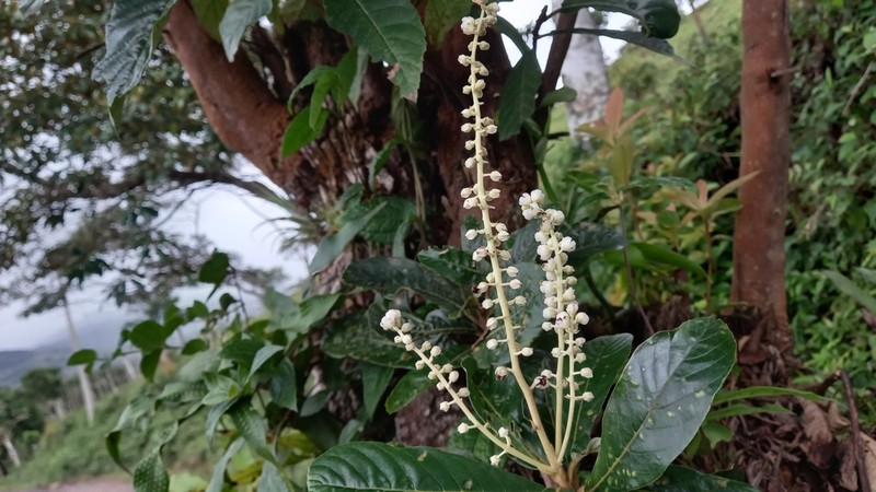 Clethra hondurensis photo 5