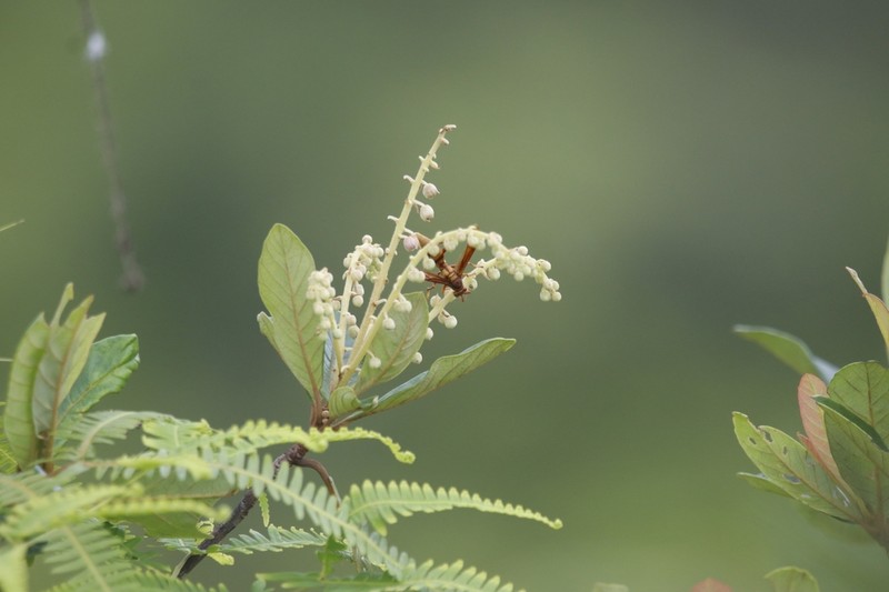 Clethra hondurensis photo 6