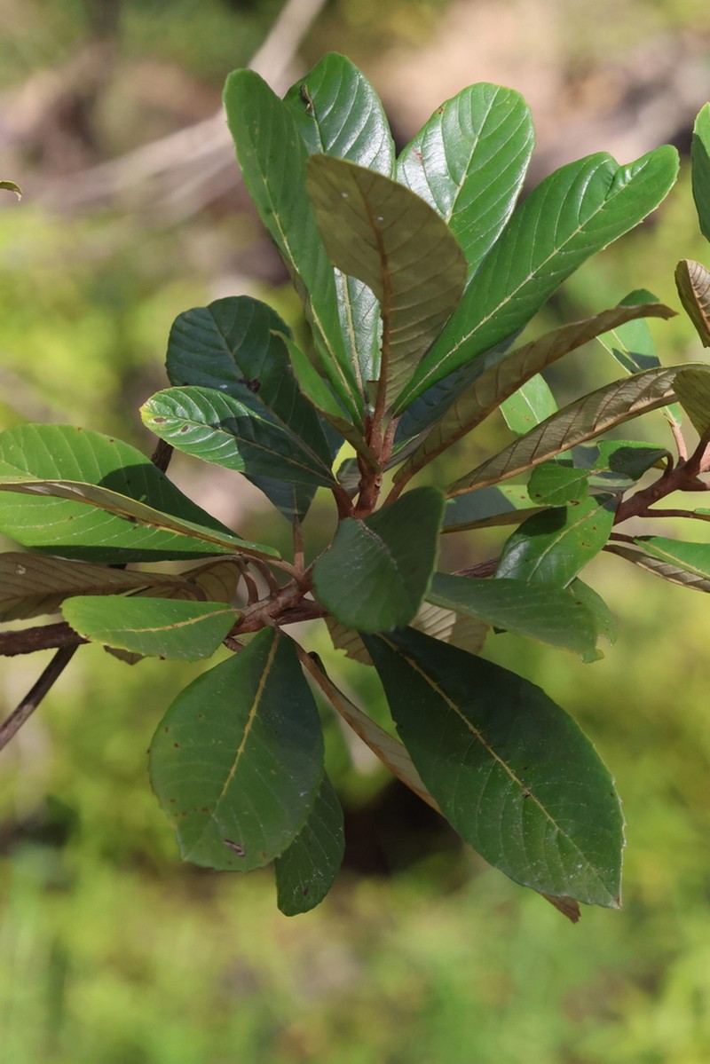 Clethra hondurensis photo 7