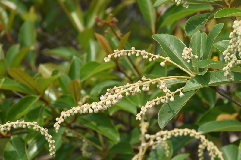 Clethra hondurensis photo 8