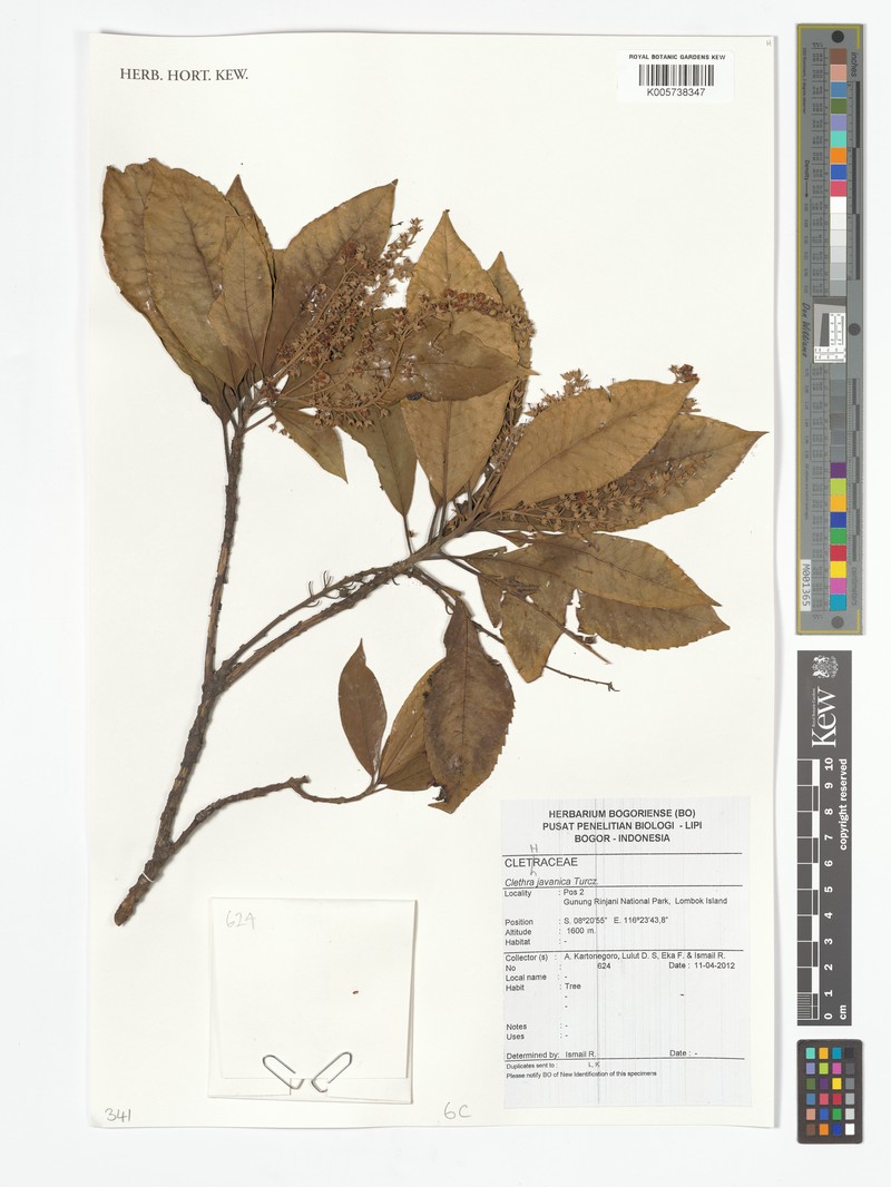 Clethra javanica