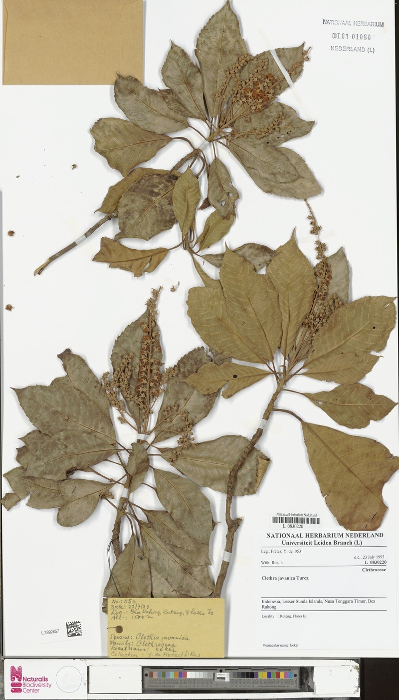 Clethra javanica photo 2
