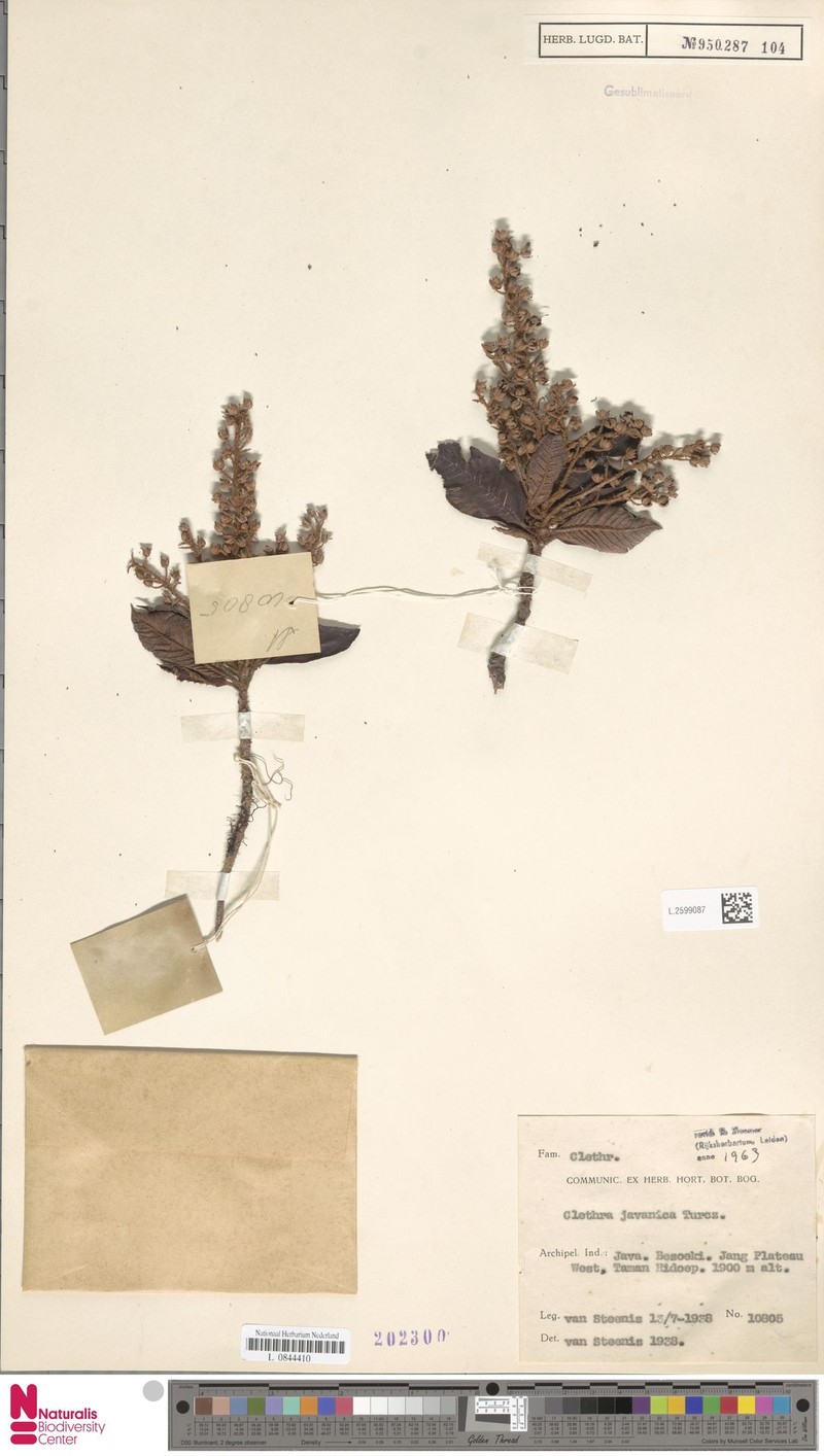 Clethra javanica photo 3