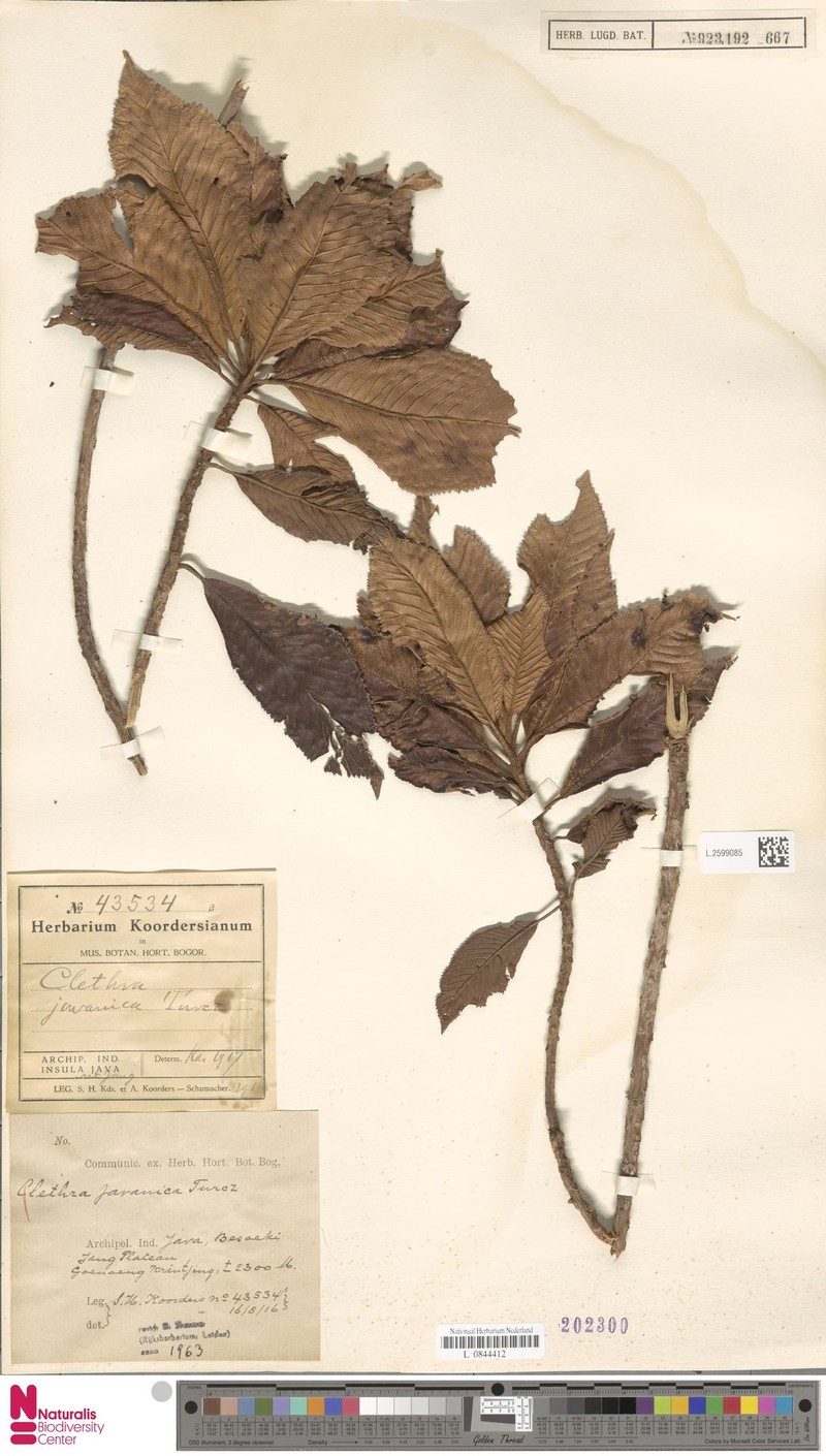 Clethra javanica photo 4