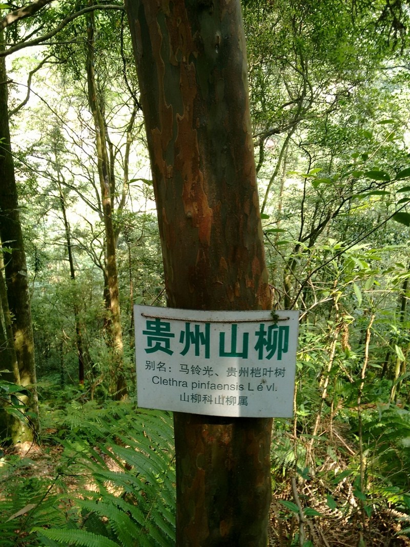 Clethra kaipoensis