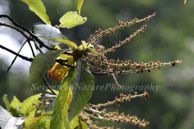 Clethra kaipoensis photo 2