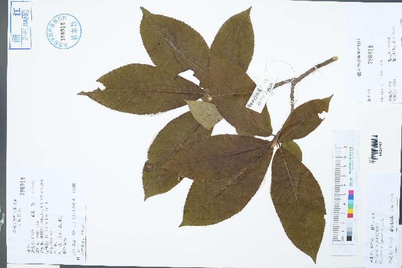 Clethra kaipoensis photo 3