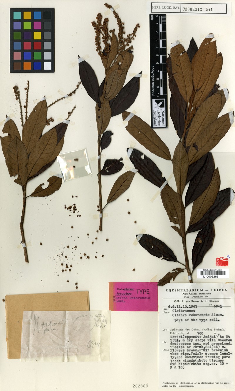 Clethra kebarensis