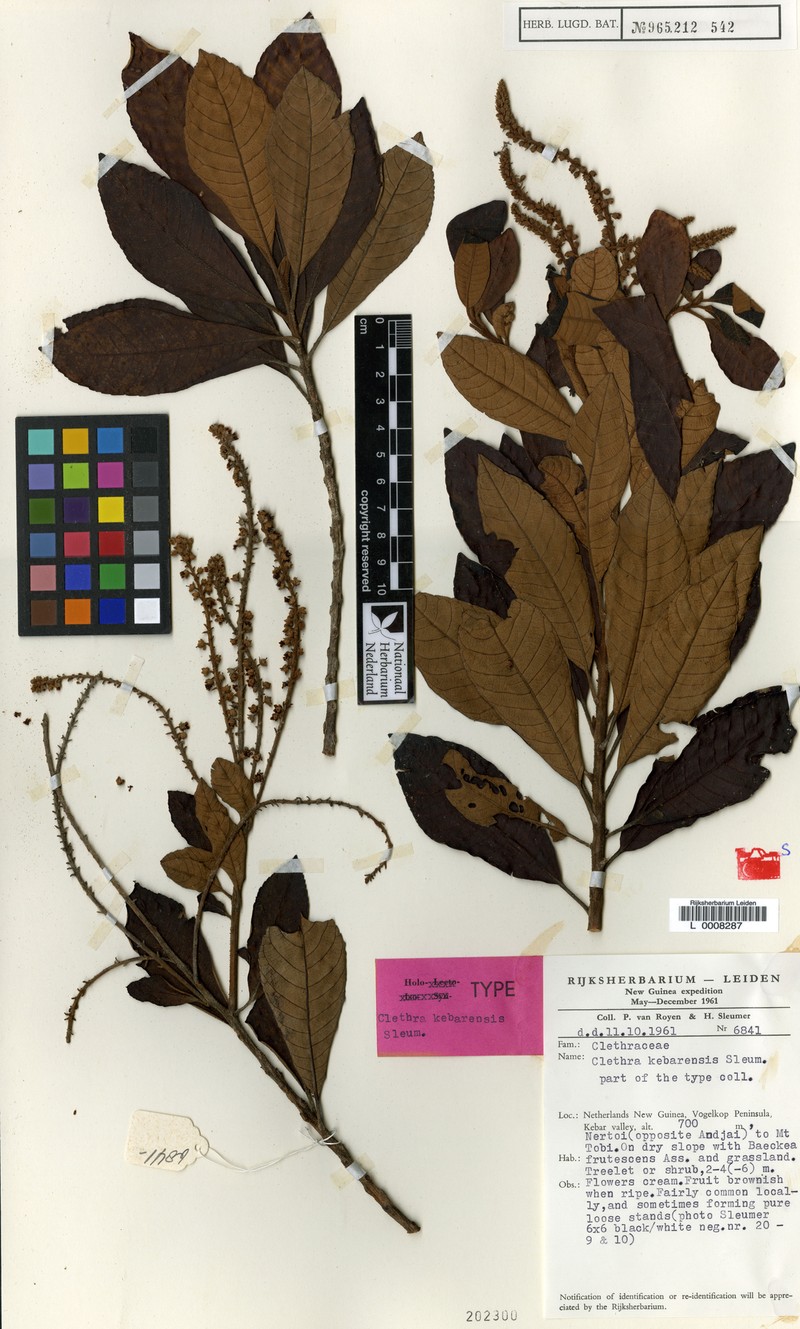 Clethra kebarensis photo 2