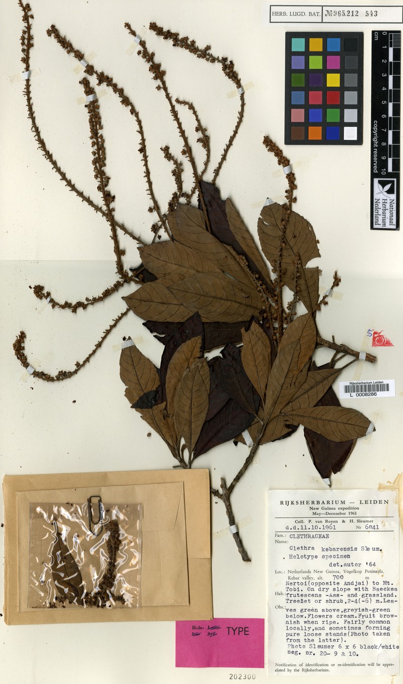 Clethra kebarensis photo 3