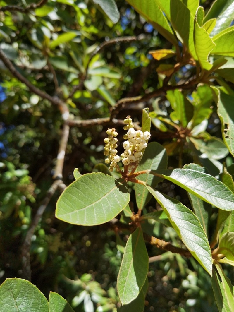 Clethra lanata