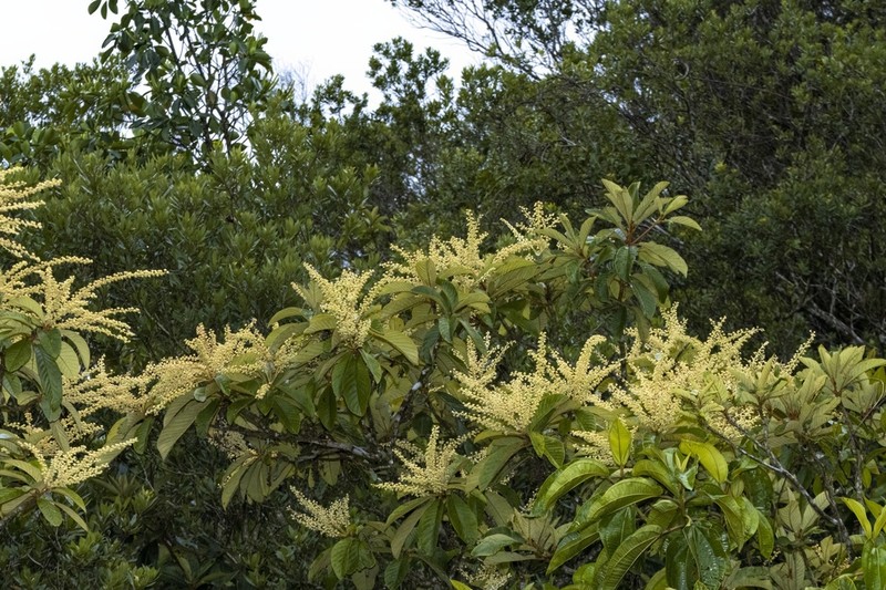 Clethra lanata photo 2