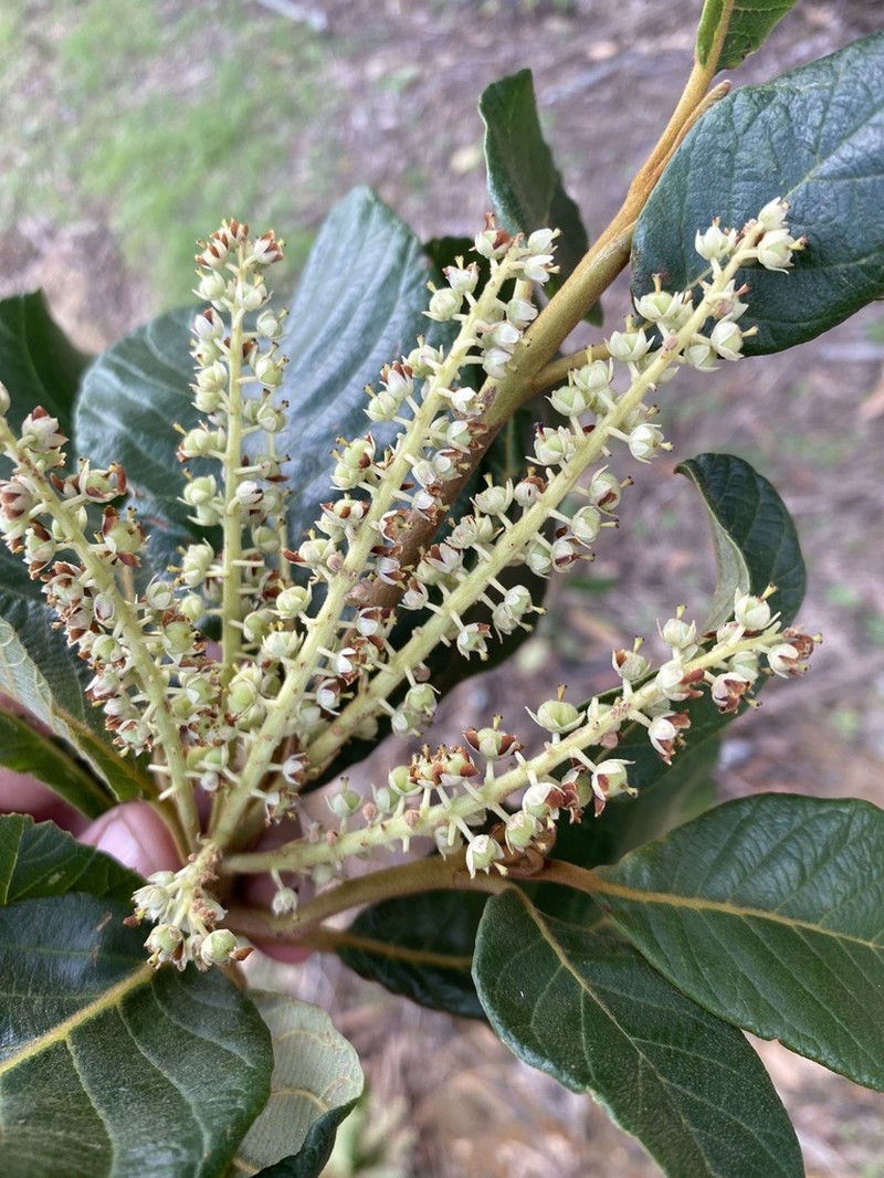 Clethra lanata photo 4