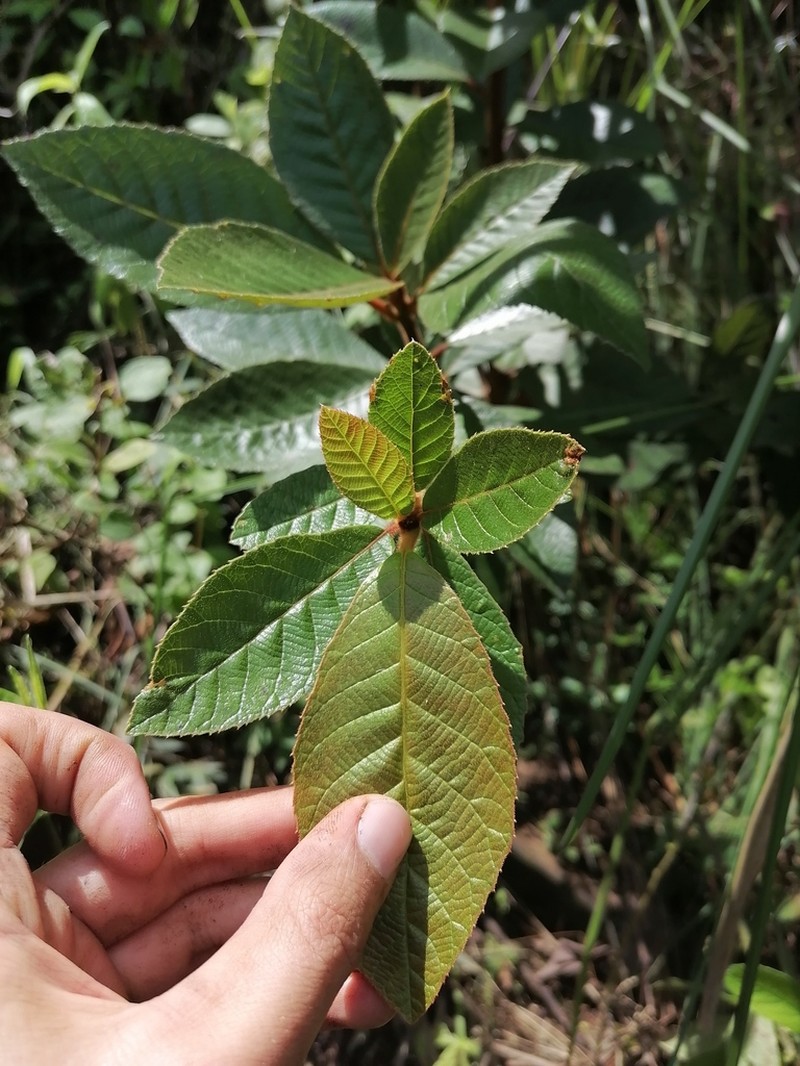 Clethra lanata photo 5