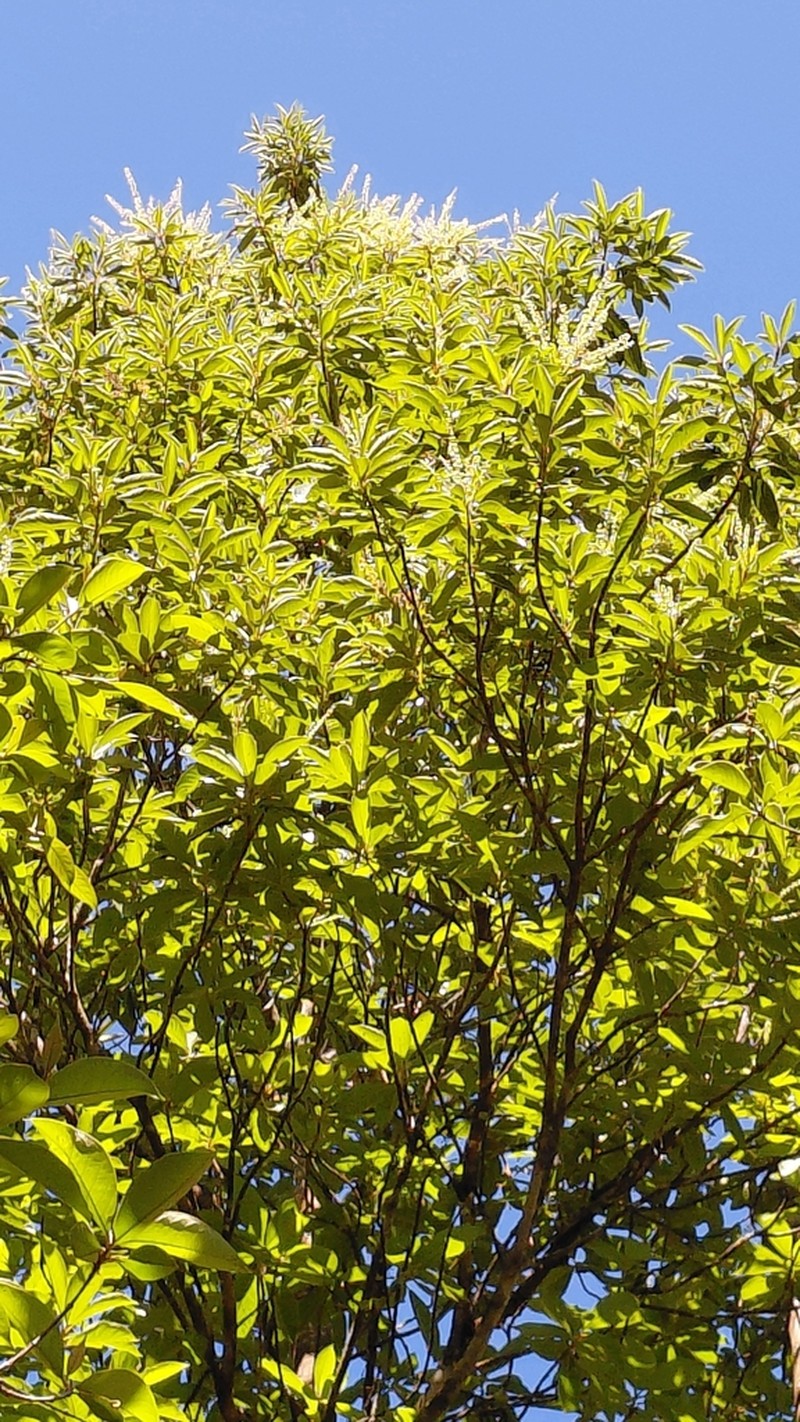 Clethra lanata photo 6