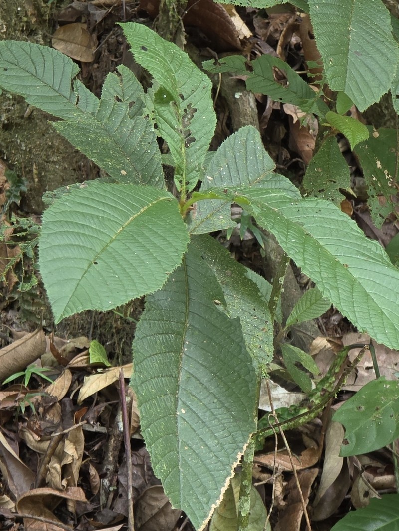 Clethra lanata photo 7