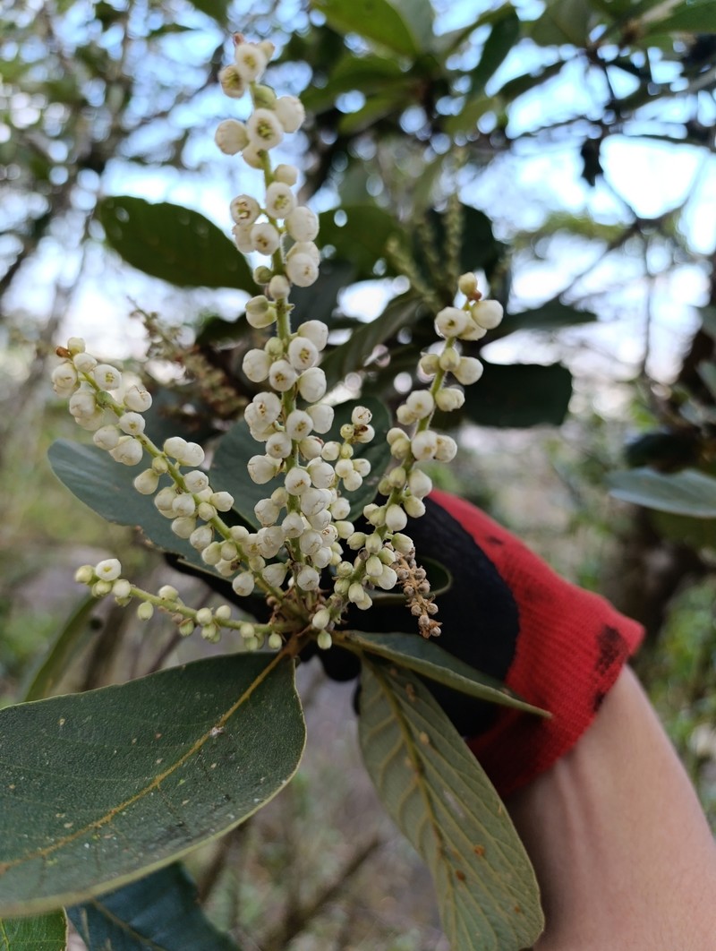 Clethra lanata photo 8