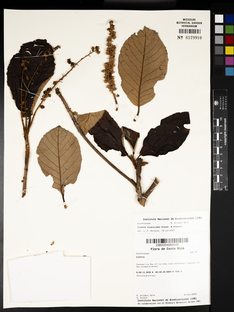Clethra licanioides