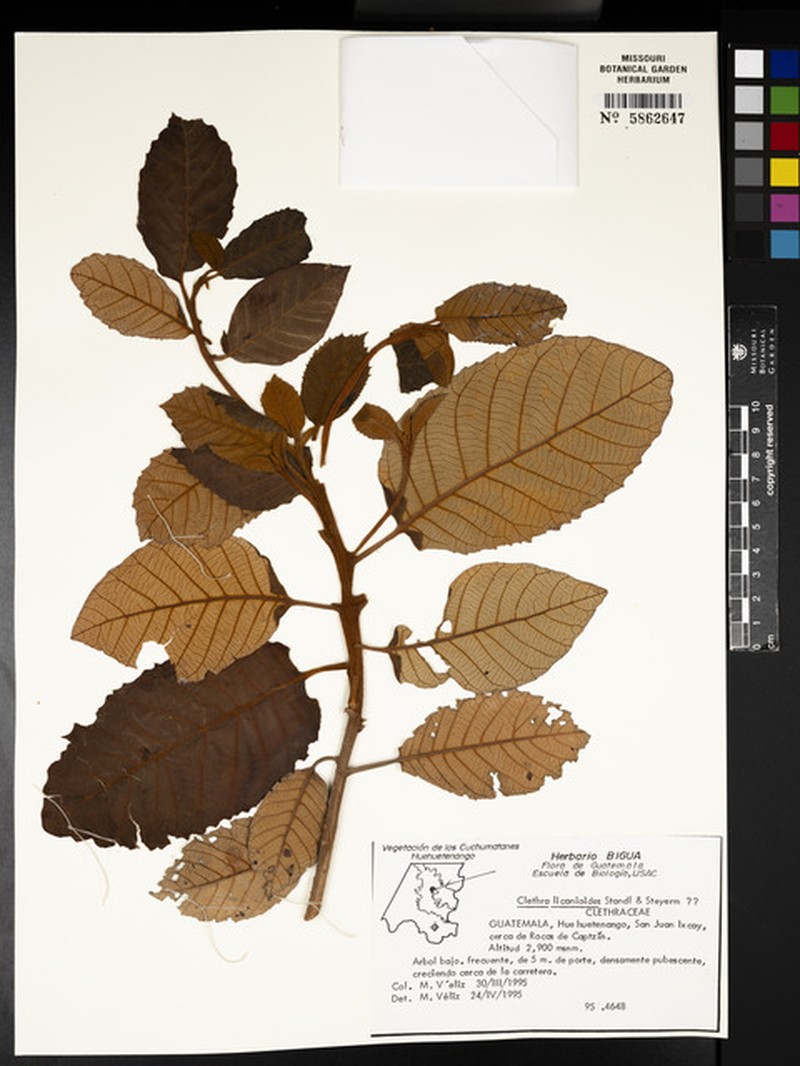 Clethra licanioides photo 2