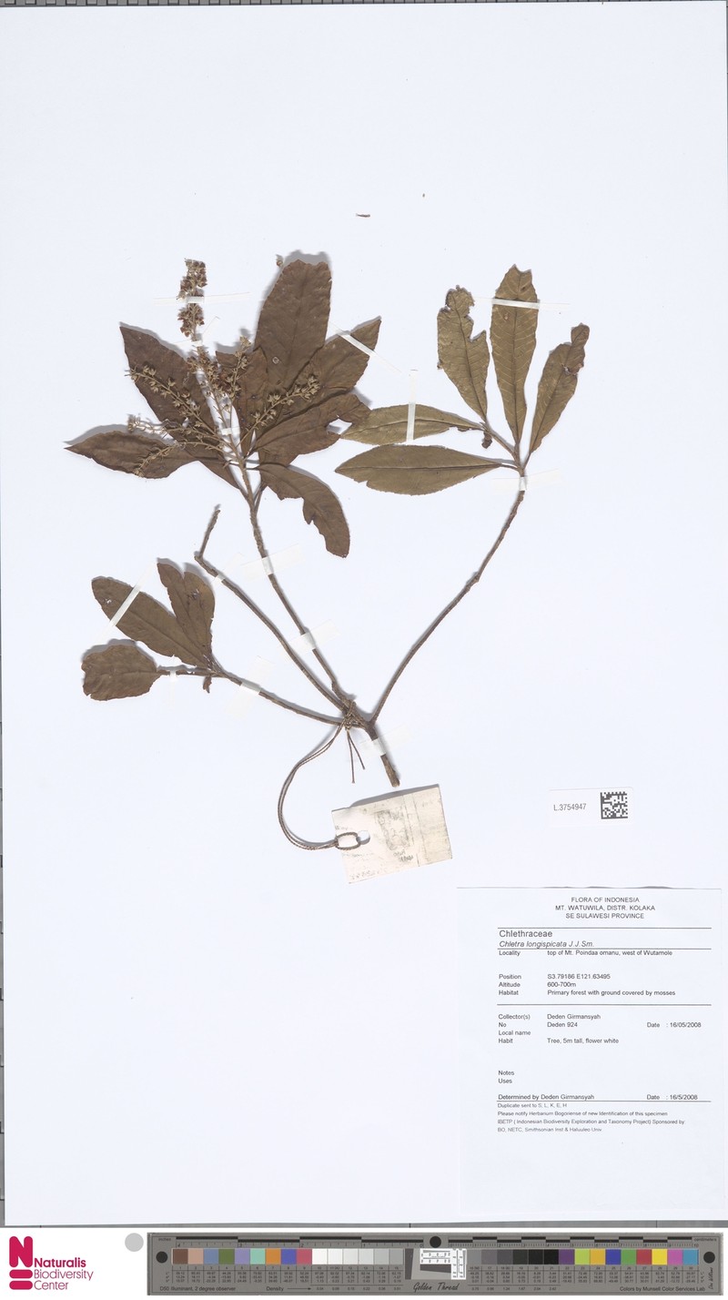 Clethra longispicata