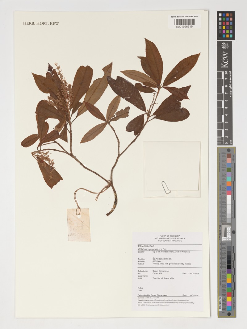 Clethra longispicata photo 2