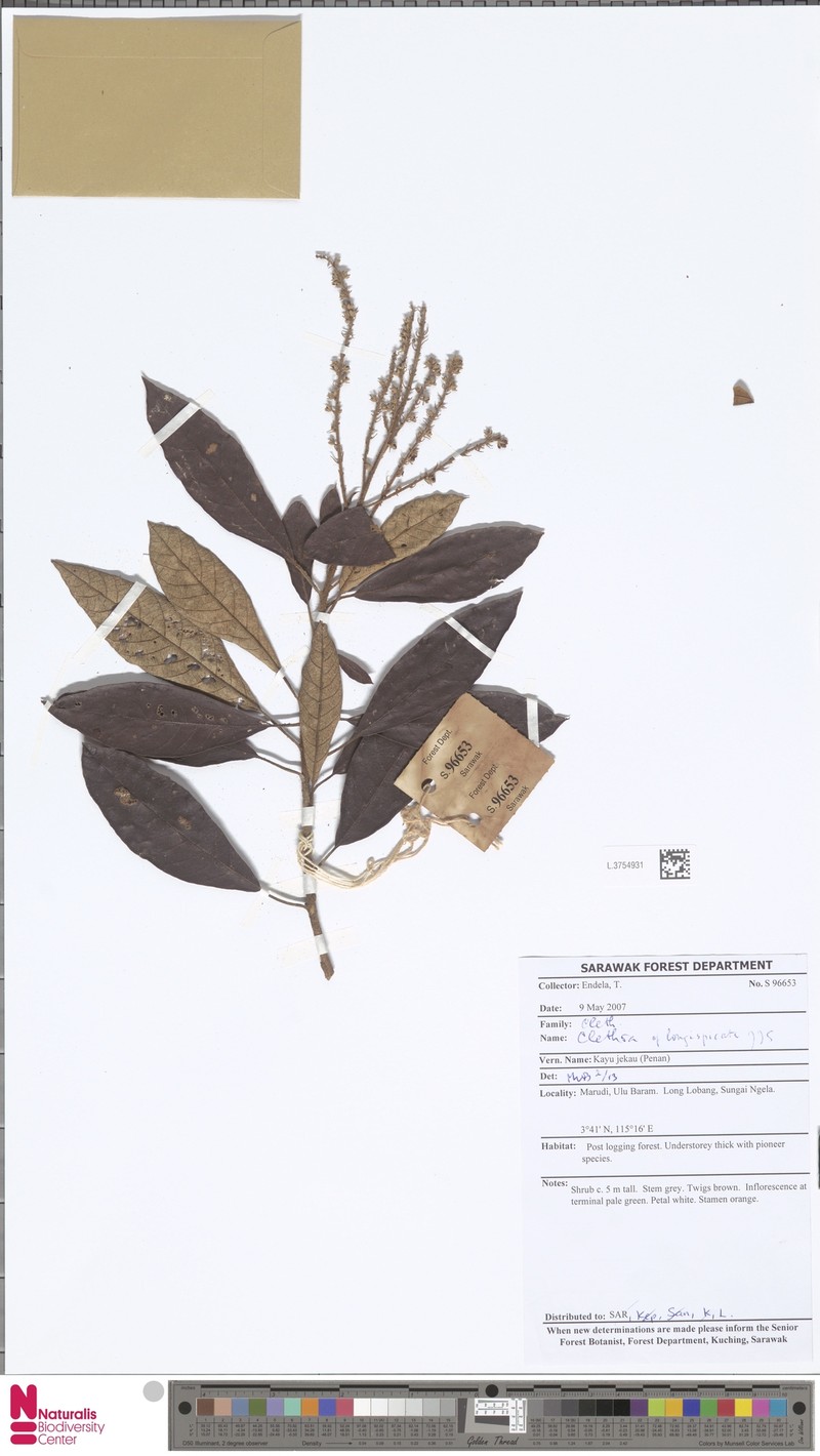 Clethra longispicata photo 3