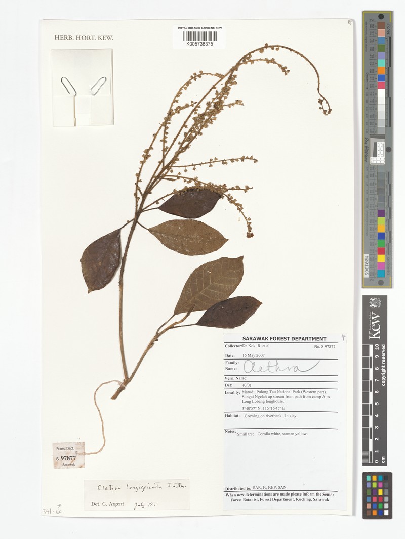 Clethra longispicata photo 4